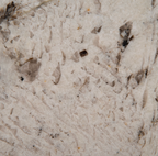 Gray Nuevo Granite